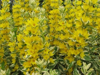 sadzonki - Tojeść kropkowana GOLDEN ALEXANDER Lysimachia punctata /C2