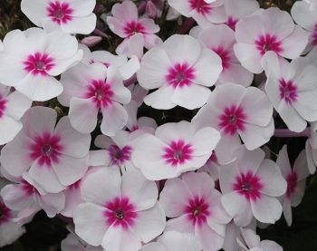 sklep ogrodniczy - Płomyk wiechowaty SWIZZLE Floks Phlox paniculata /P11 *7F