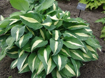 sadzonki - Hosta RISKY BUSINESS Funkia