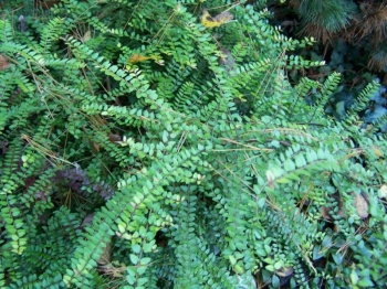 rośliny ogrodowe - Suchodrzew lśniący (Lonicera nitida)
