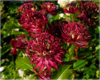 rośliny ozdobne - Jarzmianka większa CLARET Astrantia major
