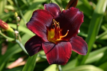 sklep ogrodniczy - Liliowiec STARLING Hemerocallis