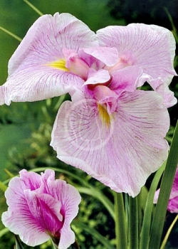 sklep ogrodniczy - Irys japoński MONUGASUMI Iris Kosaciec