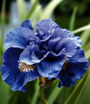 sklep ogrodniczy - Irys syberyjski CONCORD CRUCH Iris sibirica, Kosaciec /C2 *K3