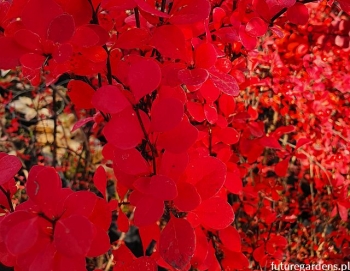 rośliny ozdobne - Berberys Orange Rocket (Berberis thunbergii) C2/60-80cm *K19