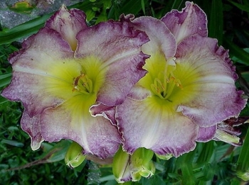 sadzonki - Liliowiec SEAL OF APROVAL Hemerocallis