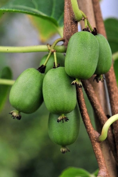 rośliny ogrodowe - Aktinidia samopylna - Kiwi -  VITIKIWI Actinidia arguta C2/80cm