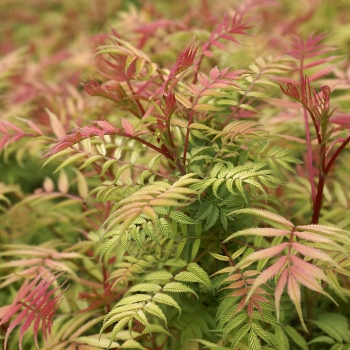 rośliny ogrodowe - Tawlina jarzębolistna (Sorbaria sorbifolia) /C1 *K18
