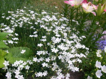 rośliny ozdobne - Goździk kropkowany ALBUS Dianthus deltoides
