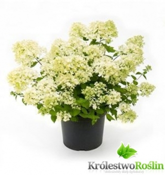 rośliny ogrodowe - Hortensja bukietowa Bombshell (Hydrangea paniculata Bombshell)-C5