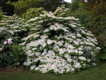 sklep ogrodniczy - Kalina japońska SHASTA Viburnum plicatum C3/50cm *K18