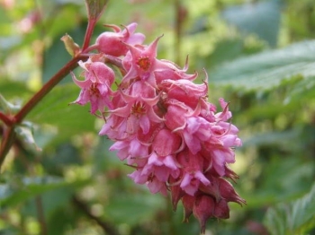 sadzonki - Neilia tybetańska Neillia thibetica C2/40-60cm *T64