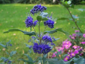 rośliny ozdobne - Barbula klandońska 'SUMMER SORBET' PBR Caryopteris clandonensis C3/30cm