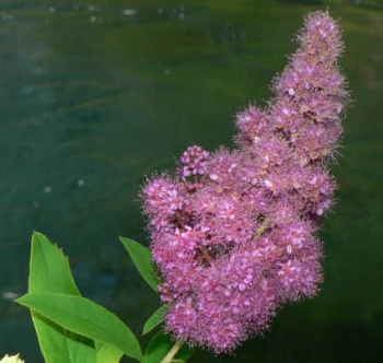 rośliny ozdobne - Tawuła Douglasa odm. Menziesa (Spiraea douglasii var. menziesii)