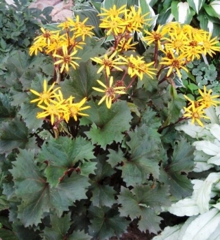 sadzonki - Języczka OSIRIS CAFE NOIR /C1,5 Ligularia