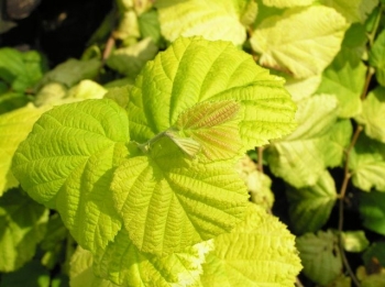 rośliny ozdobne - Leszczyna pospolita AUREA Corylus avellana Orzech laskowy C5/1,5m