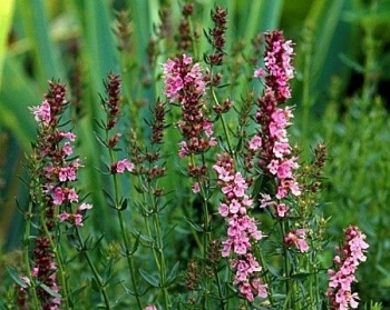 sadzonki - Hyzop MEKSYKAŃSKI różowy, Hyssopus officinalis