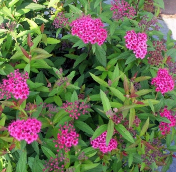 sadzonki - Tawuła japońska Anthony Waterer (Spiraea japonica) C2