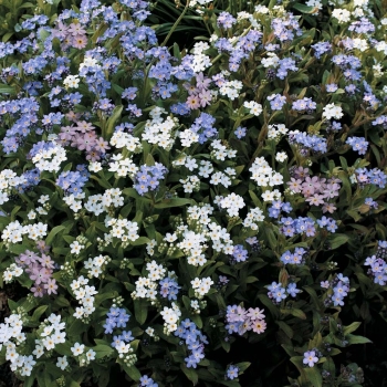 sadzonki - Niezapominajka alpejska MIX Niezabudka, Żabie oczka Myosotis alpestris - nasiona 0,3g