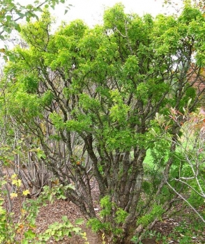 sadzonki - Karagana syberyjska Akacja syberyjska Akacja żółta Caragana arborescens C3/80-100cm *K6