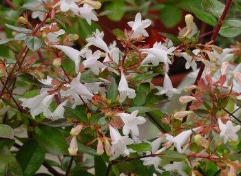 rośliny ozdobne - Abelia wielkokwiatowa Abelia grandiflora /C2