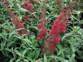sadzonki - Budleja Dawida ROYAL RED Buddleja davidii /C3