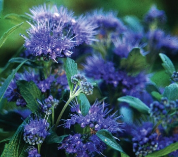 sklep ogrodniczy - Barbula klandońska 'Inoveris' GRAND BLEU Caryopteris clandonensis