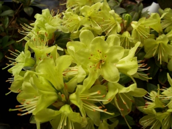 rośliny ozdobne - Różanecznik karłowy PATTY BEE Rhododendron Azalia C4/20cm