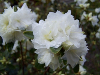 rośliny ozdobne - Różanecznik karłowy APRIL SNOW Rhododendron Azalia C3/50cm