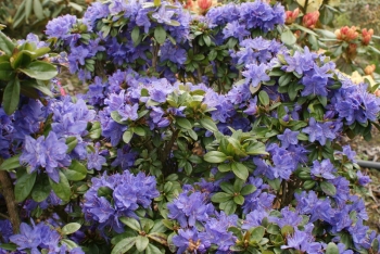 sadzonki - Różanecznik karłowy AQUAMARIN Rhododendron Azalia