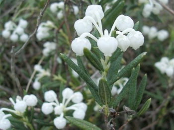 sadzonki - Modrzewnica pospolita ALBA Andromeda polifolia P11