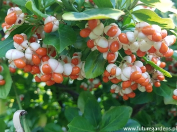 rośliny ogrodowe - Trzmielina Fortune'a Emerald'n Gold (Euonymus fortunei Emerald`n Gold) P9