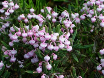 sklep ogrodniczy - Modrzewnica pospolita RÓŻOWA Andromeda polifolia C3/20cm *19