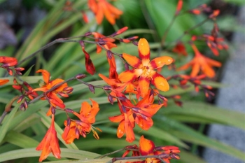 rośliny ogrodowe - Cynobrówka 'Emily McKenzie' Crocosmia, Montbrecja P11