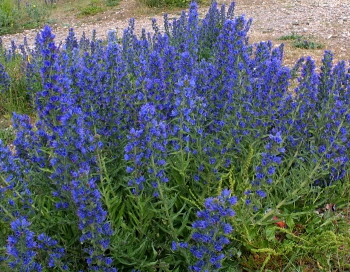 rośliny ogrodowe - Żmijowiec zwyczajny Echium vulgare