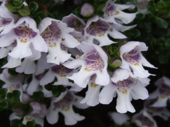 sklep ogrodniczy - Prostanthera cuneata Australijska mięta C5/30-40cm *G