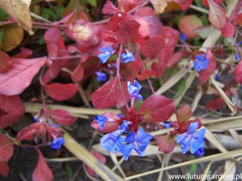 sklep ogrodniczy - Zawciągowiec zwyczajny Ceratostigma plumbaginoides /P9