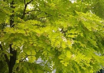 sklep ogrodniczy - Robinia pseudoacacia FRISIA Robinia żółta Akacja Grochodrzew C5/1,4-1,6m