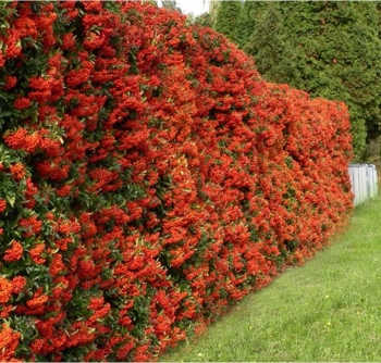 rośliny ogrodowe - Ognik szkarłatny RED COLUMN Pyracantha coccinea P13/50-70cm