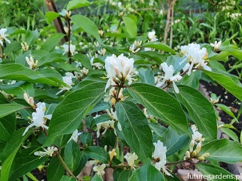 sklep ogrodniczy - Wiciokrzew Maacka Suchodrzew Lonicera maackii - nasiona 10szt