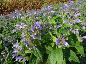 rośliny ozdobne - Kocimiętka BLUE DREAMS Nepeta subsessilis /C1,5