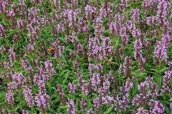 sklep ogrodniczy - Kocimiętka różowa PINK DREAMS Nepeta subsessilis /C1,5
