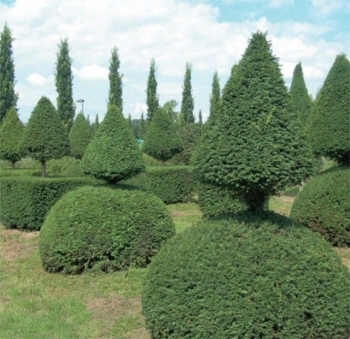 sklep ogrodniczy - Cis pośredni HICKSII na żywopłoty Taxus x media P15/30-50cm