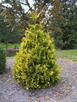 rośliny ogrodowe - Żywotnik zachodni YELLOW RIBBON Thuja occidentalis Tuja *4
