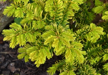 rośliny ozdobne - Cis pospolity SEMPERAUREA Taxus baccata C3,7/60-80CM *4K