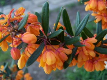 rośliny ogrodowe - Berberys APRICOT QUEEN Berberis lologensis C3,5/40-60cm *T15