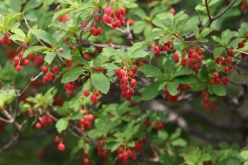 rośliny ogrodowe - Enkiant wygiętoszypułkowy RUBENS Enkianthus cernuus var. rubens C2/40-50cm *TP