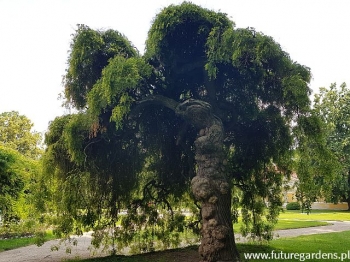 rośliny ogrodowe - Perełkowiec japoński Sophora japonica, Szupin, Sofora C5/100cm *T