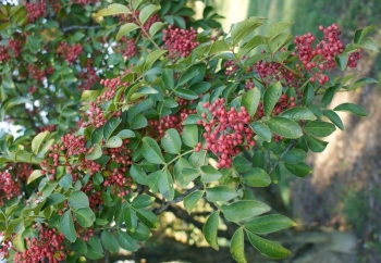 rośliny ogrodowe - Pieprz syczuański Zanthoxylum piperitum Żółtodrzew Pieprzowy P9/10-20cm