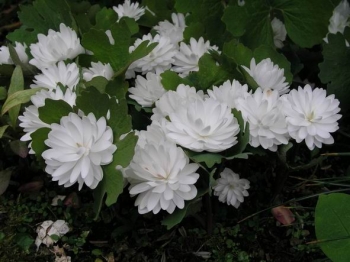 rośliny ogrodowe - Sangwinaria kanadyjska FLORE PLENO syn.'Multiplex' Sanguinaria canadensis /P11 *TP